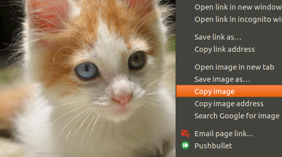 right click copy kitten image